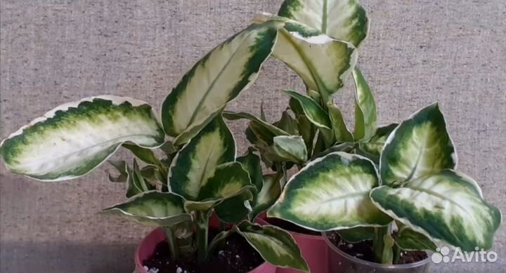 Комнатные растения цветы