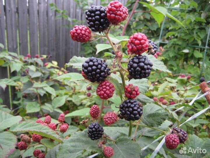 Ежемалина, крыжовник