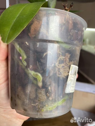 Орхидея фаленопсис Heat Wave