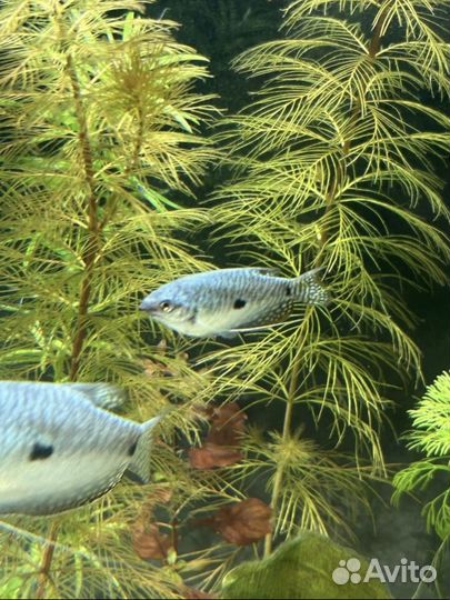 Рыбки для аквариума