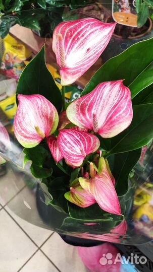 Комнатные растения