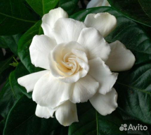 Гардения жасминовидная