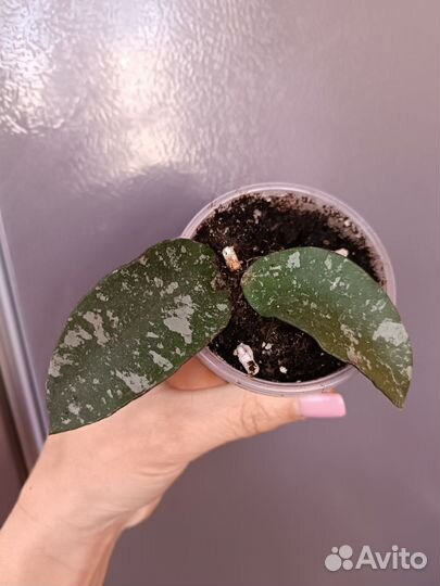 Хойи укорененные