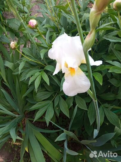 Ирисы бородатые сортовые