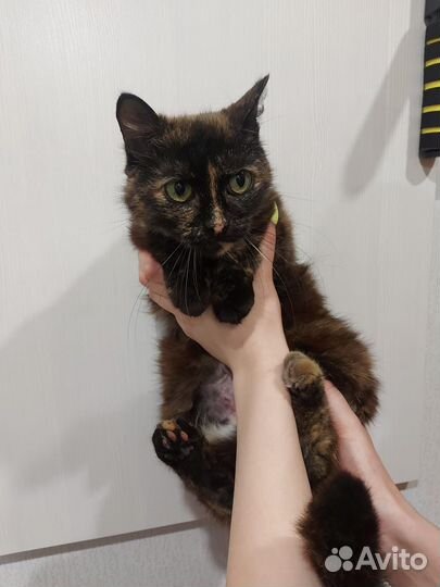 Кошка в дар бесплатно