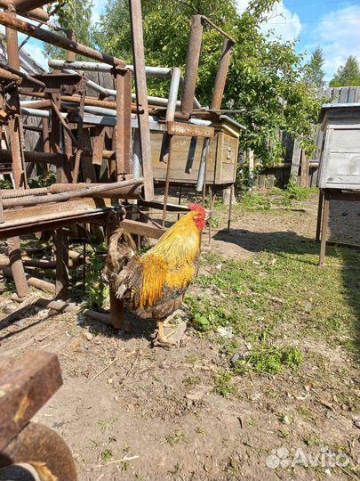 Петушок