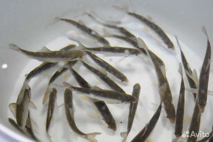 Живец для рыбалки