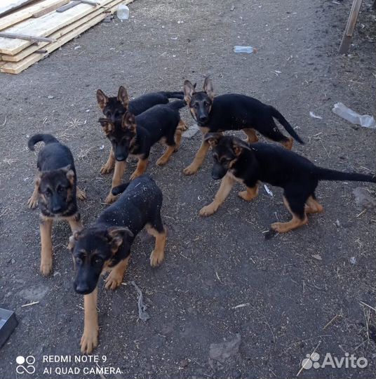 Немецкая овчарка