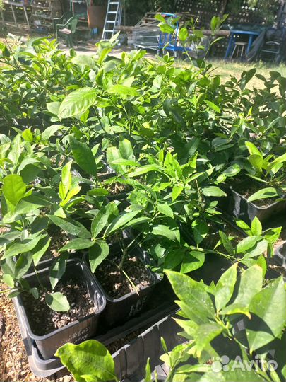 Лимоны, мандарины, лаймы 2хлетки из питомника