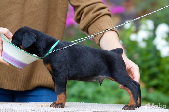 Щенки добермана, питомник РКФ