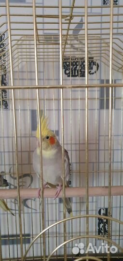Попугаи корелла с клеткой.Быстрым за 11