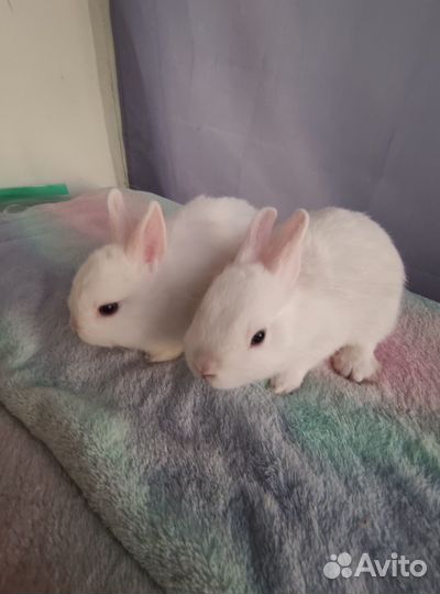 Цветные карликовые крольчата