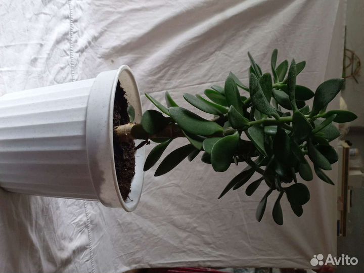 Толстянка, Денежное дерево