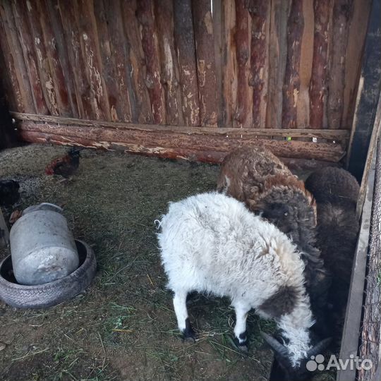 Баран