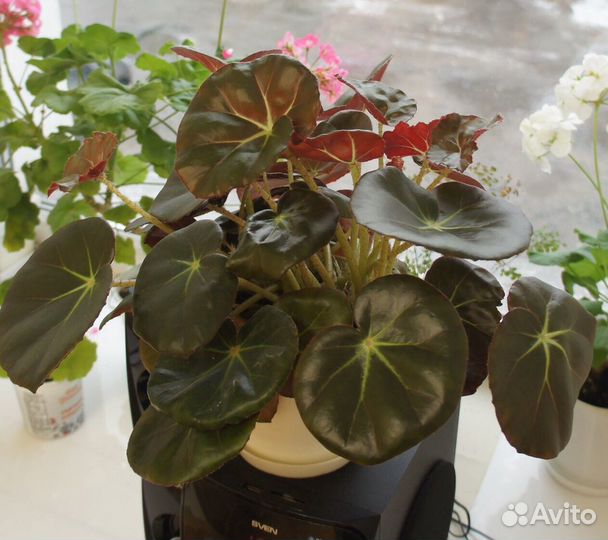 Цветы комнатные