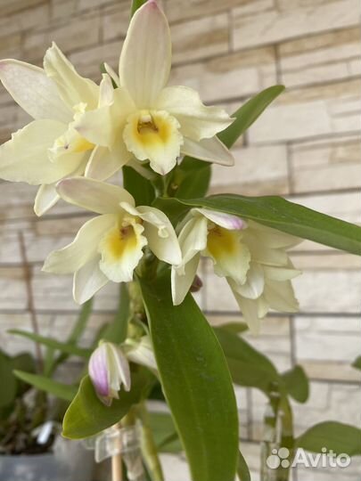 Дендробиум