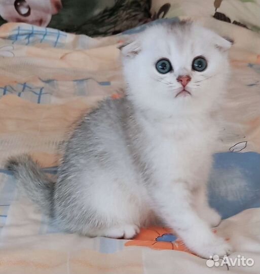 Шотландские котята