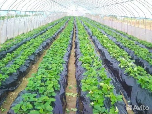 Мульчирующая пленка светлица грунт 60мкм 1,2мх25м