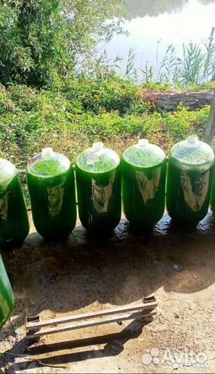 Хлорелла для водоемов