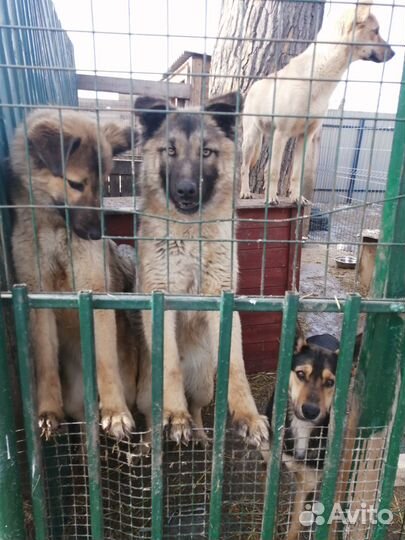 Собака, Кобель, охрана