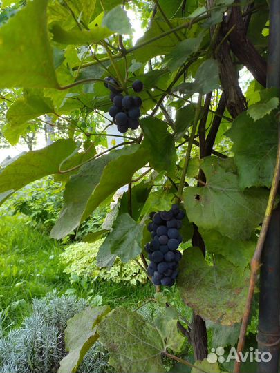 Саженцы винограда Изабелла, очень плодовитый