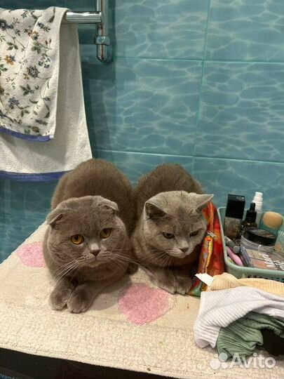 Отдам кота в добрые руки
