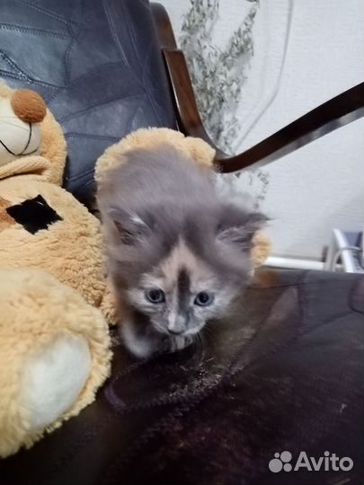 Котята в добрые руки бесплатно