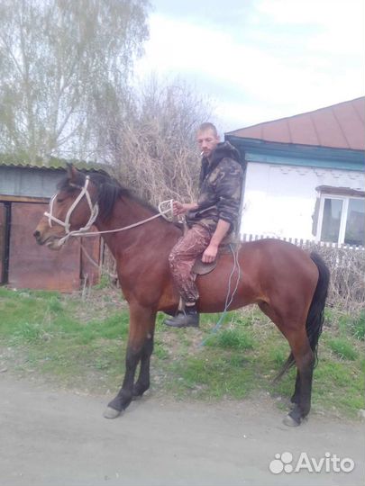 Лошадь жеребец