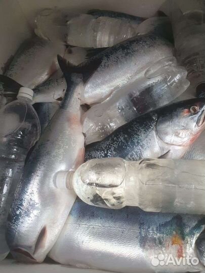 Горбуша серебрянка супер качество