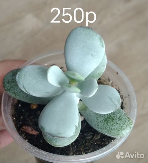 Суккуленты