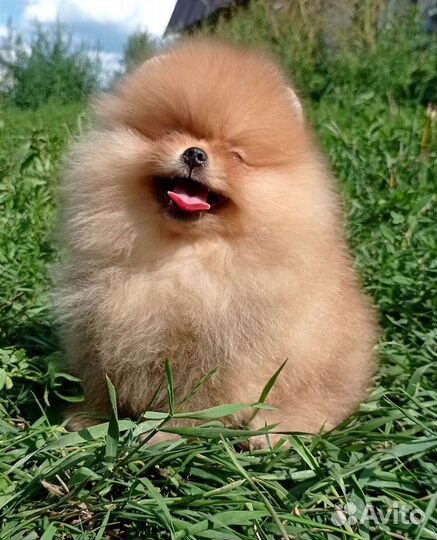 Померанский шпиц