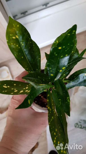 Кротон Аукубный/Золотистый снег