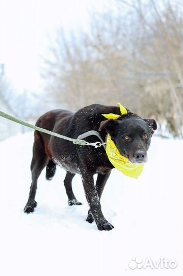 Большой добрый послушный пес