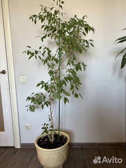 Фикус бенджамина