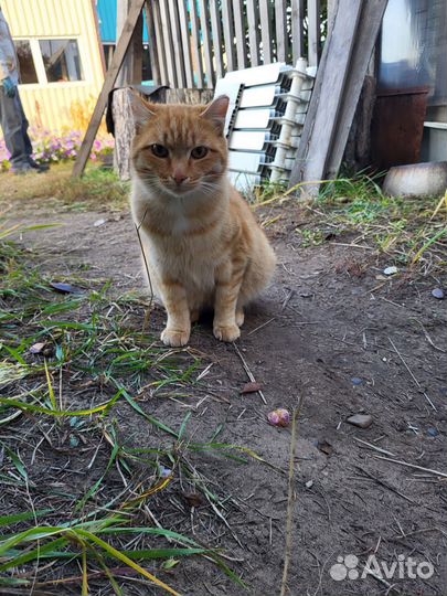 Кот ищет дом