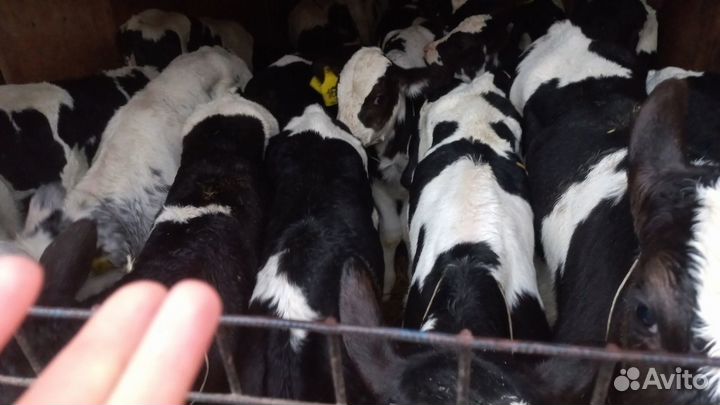 Телята бычки доставка с выбором