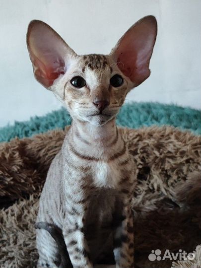 Котенок петерболд