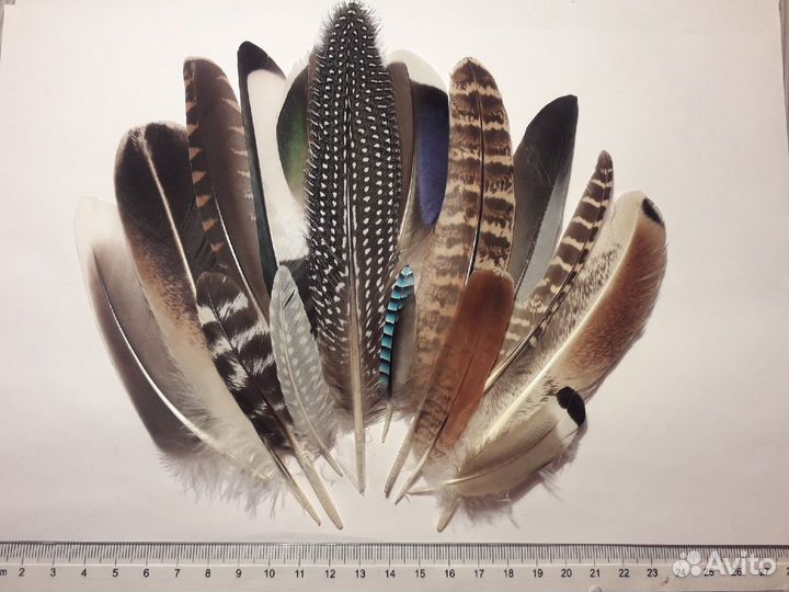 Перья птиц разные