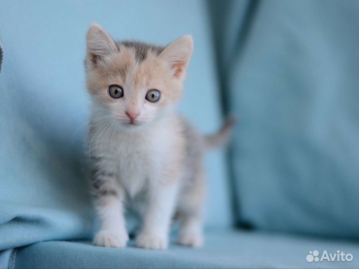 Котята девочки 2,5 месяца