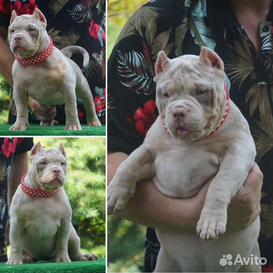 Американский булли бомбическая девочка мерль