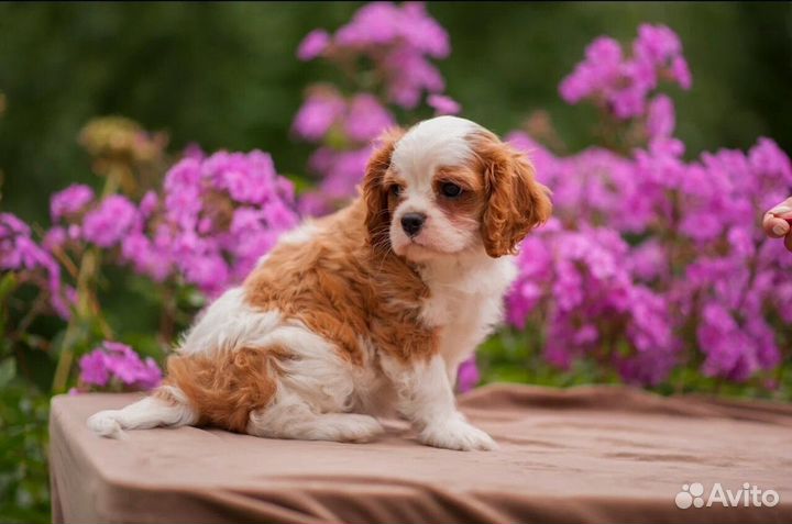 Малыш Кавалер кинг чарльз спаниель