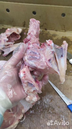 Корм для собак и кошек