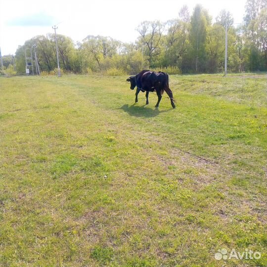 Корова высокоудойная
