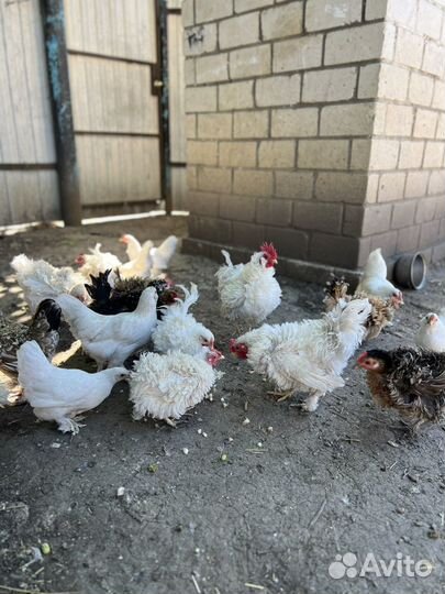 Карликовые цыплята