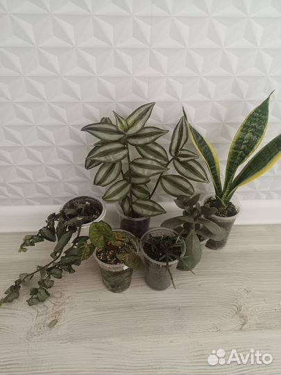 Набор цветов