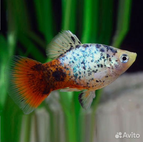 Аквариумные растения и рыбки