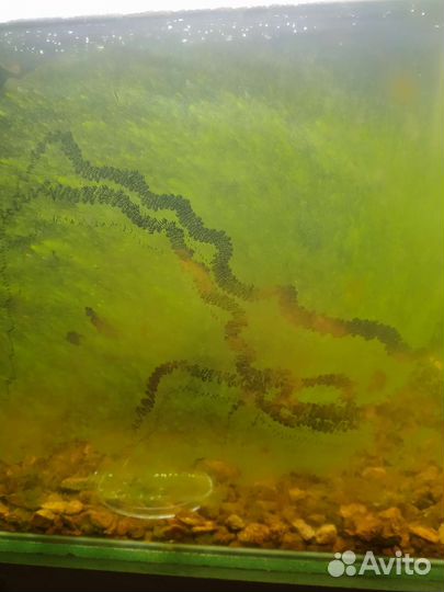 Тиломелания Улитка