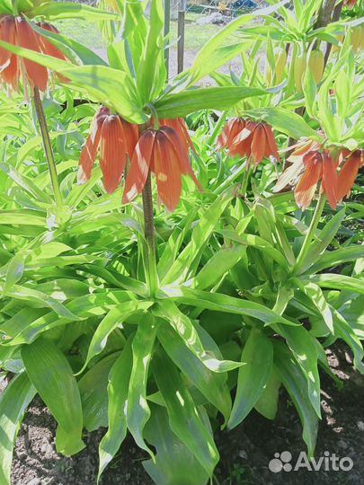 Рябчик императорский