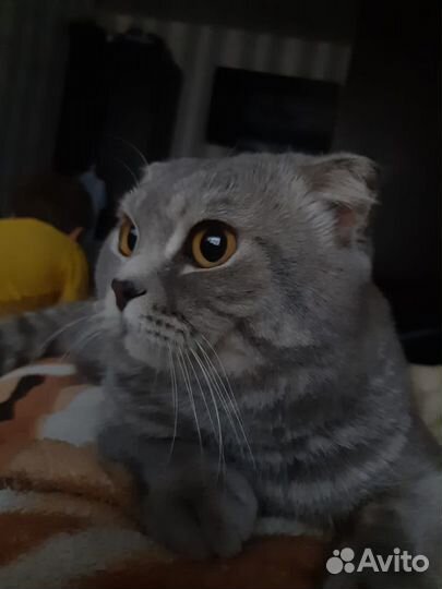 Британский кот на вязку