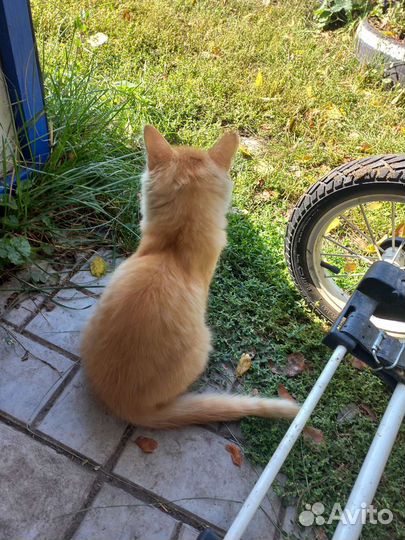 Котята